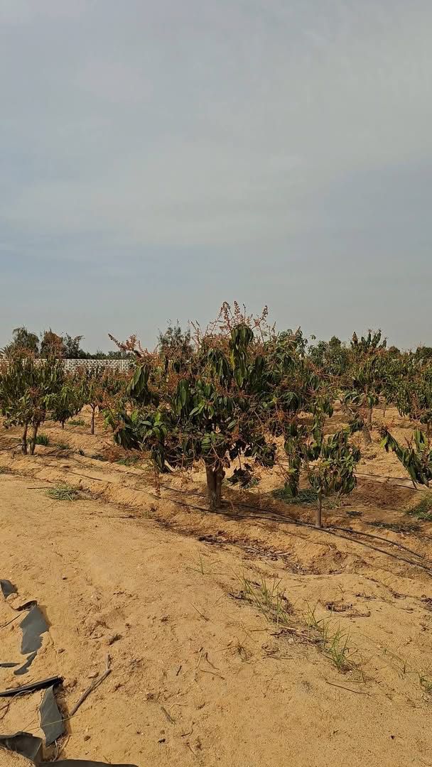 ٨ فدان ونصف للبيع جمعية العدلية